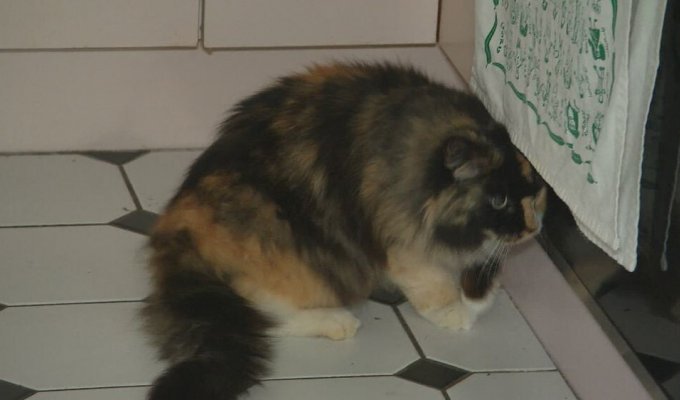 Missing cat returned to owners after 11 years (2 photos)