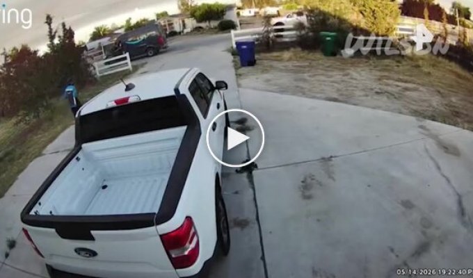 A courier stole a client's cat