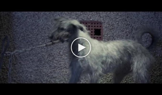 «I will survive»  трогательная социальная реклама о бездомных животных