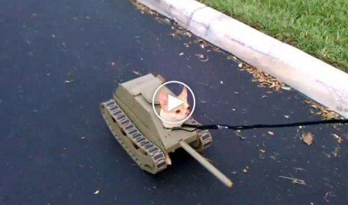 Собачка в костюмчике танка