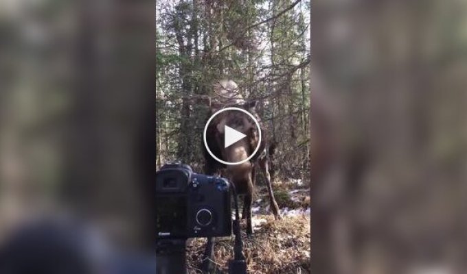 Встреча с лосем в лесу