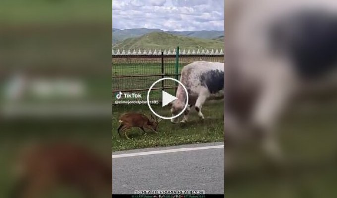 Неравная схватка: олень бросился на корову