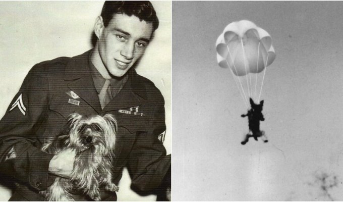 Angel Smokey: dog of World War II (7 photos)