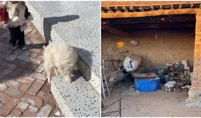 Оскар этому парню: в Китае ягненок придумал верную стратегию, чтобы его не купили (3 фото + 1 видео)