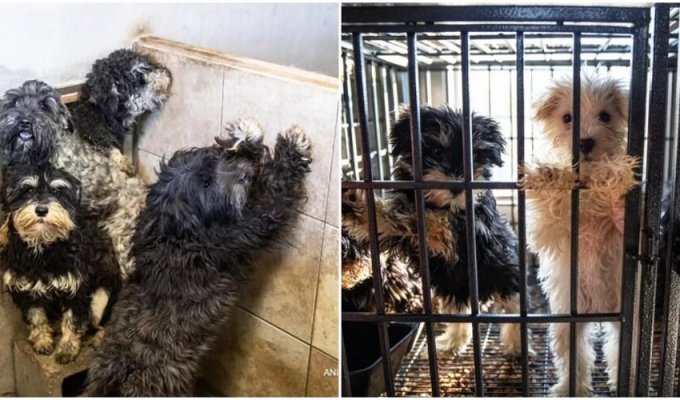 Police rescued 150 dogs from cruel breeders (8 photos)