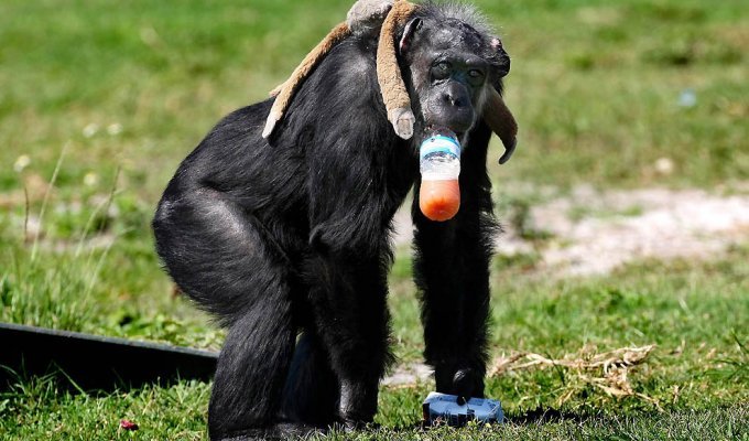 Литтл-Мама – старенькая шимпанзе с большим сердцем (29 фото)