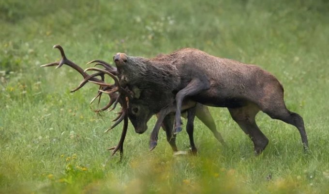 Олений гон — это безумие: рассмотрим подробно весь градус сумасшествия (13 фото)