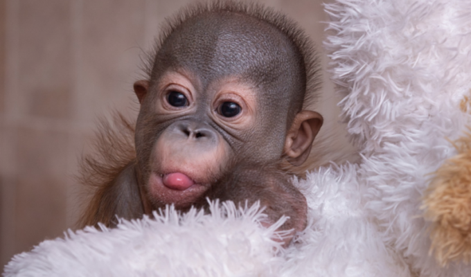 Новорождённому орангутану из Новосибирска спас жизнь человеческий нейрохирург (3 фото + 1 видео)