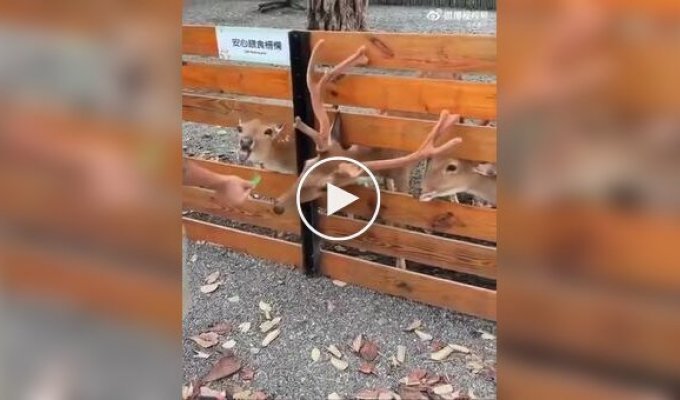 Олень удивил туристов неожиданной смекалкой