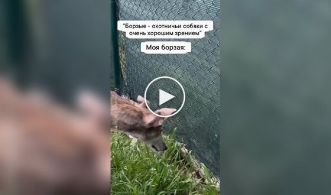 Борзые — охотничьи собаки обладают очень хорошим зрением
