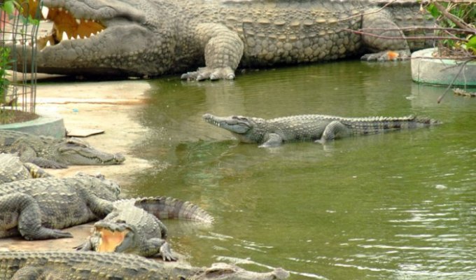 Как я кормил крокодилов (21 фото)