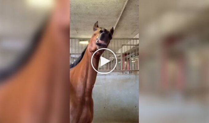 Подборка видео со странным и забавным поведением лошадей