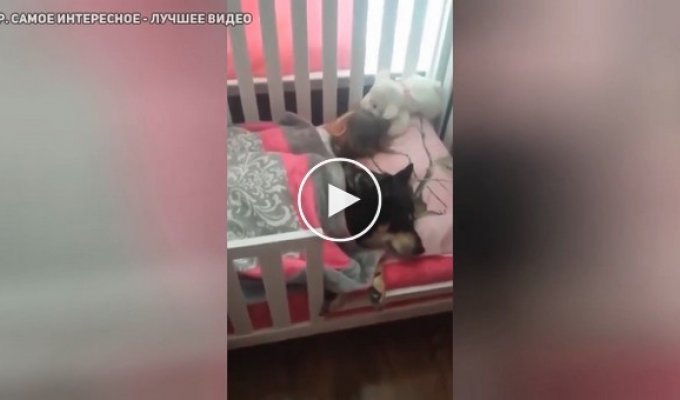 Мама засняла на видео как мило спит ее дочь вместе с собакой