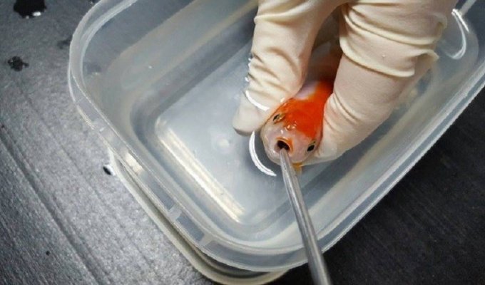 Женщина потратила 500 долларов, чтобы спасти жизнь крошечной золотой рыбки (7 фото)