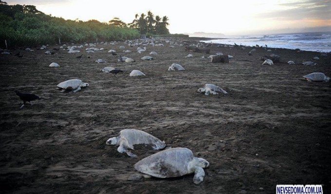 Места для размножение черепах (12 фото)