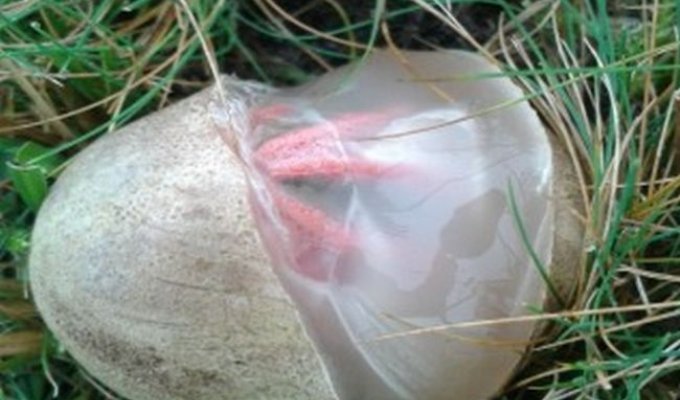 Интересный гриб Антурус Арчера или «пальцы дьявола» (4 фото)