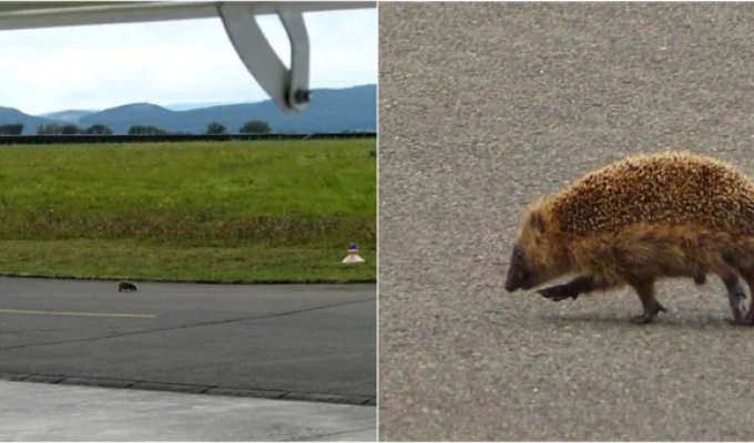 Hedgehog in Germany Taunted Airfield Employee and Pilots for Half an Hour (3 photos)