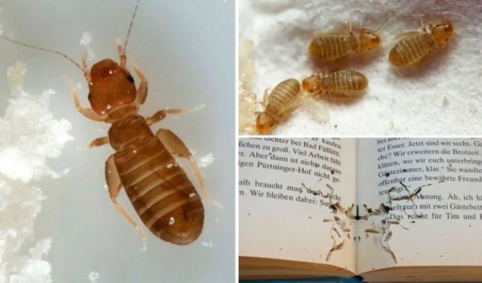 Book lice: pests that do not exist (7 photos)