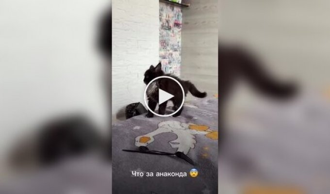 Перший напад кошеня