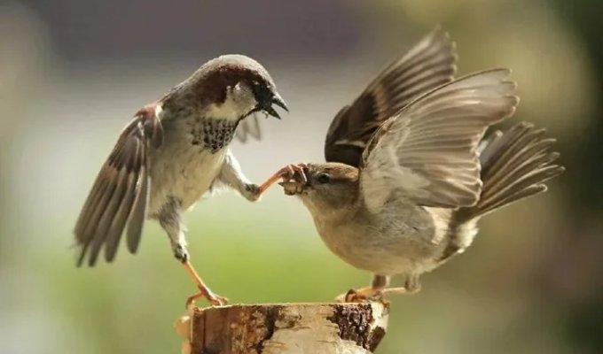 Have Sparrows Disappeared from Our Cities? Here's the Real Story (8 Photos)