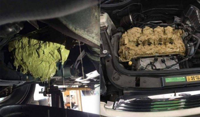 A girl accidentally poured washer fluid into the engine instead of oil (5 photos)