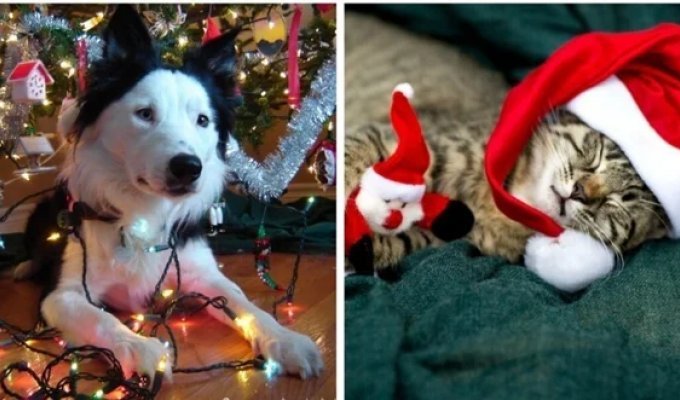 25+ pets who took pictures against the backdrop of New Year's decorations and became their main element (26 photos)