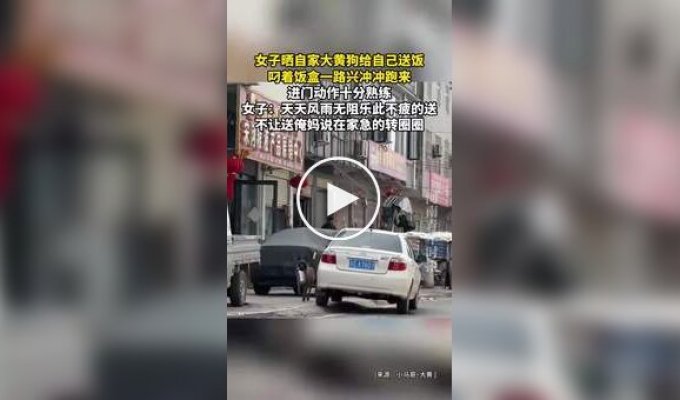 Собака каждый день приносит своей хозяйке еду из закусочной