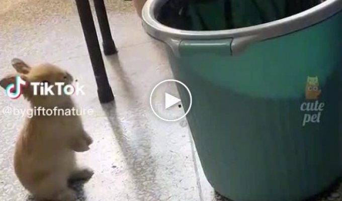 A selection of videos with funny animals for mood