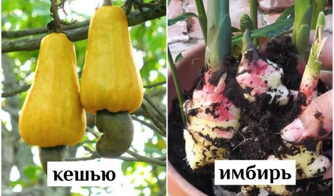 Как растут привычные нам фрукты, овощи и орехи (23 фото)