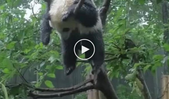 Панда - тварина, яка може заснути будь-де