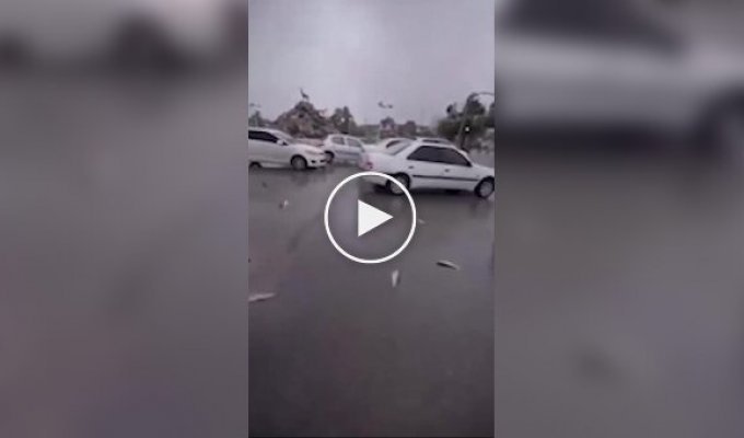 «Рыбный дождь» прошел в Иране