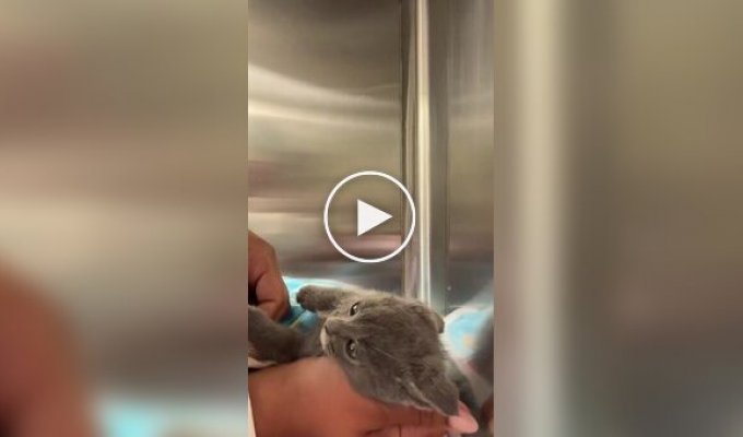 A shelter employee has won the trust of a frightened kitten.
