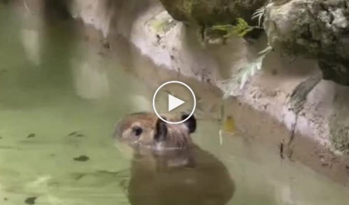 Трохи милоти: дитинча капібари ходить у воді