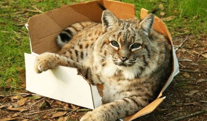 Большие кошки против коробок или ничто кошачье им не чуждо (20 фото)