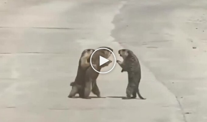 In China, marmots got into a fight in the middle of the road