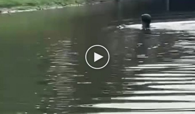 Мужчина спас голубя, который изнывает из-за жары в Москве