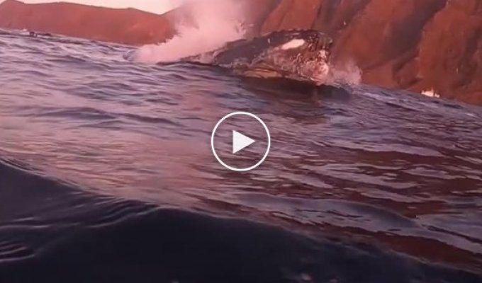 Горбатый кит проплыл мимо дайверов