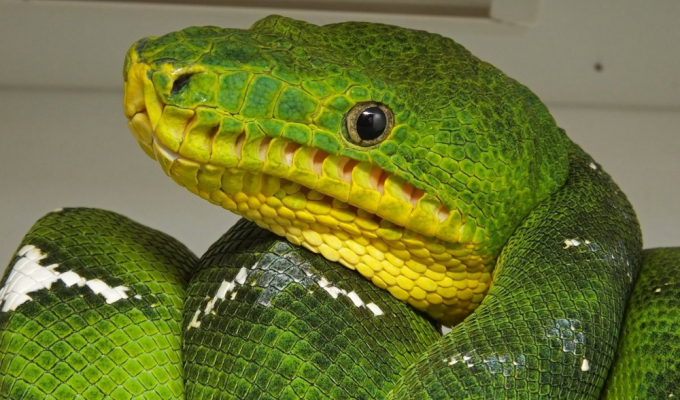 Собакоголовий удав: змія з непростим характером (8 фото)