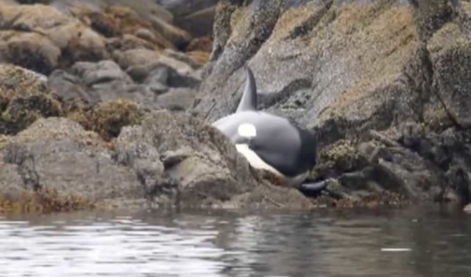 Rescue of a trapped killer whale (5 photos + 1 video)