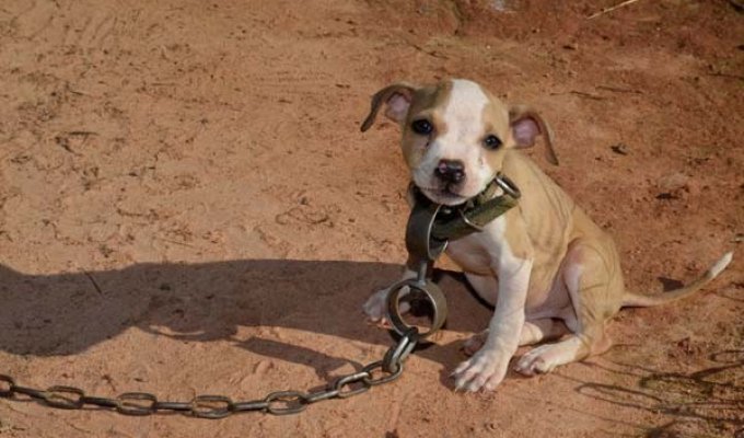 Спасение 8-недельного щенка, в результате крупнейшего рейда по фермам бойцовских собак (16 фото)