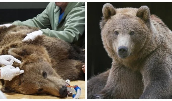 Bear underwent brain surgery to prevent seizures (12 photos + 2 videos)