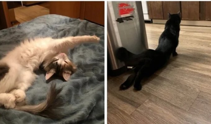 Кошачья йога: 20 фото, которые доказывают, что коты гнутся лучше, чем мы (21 фото)