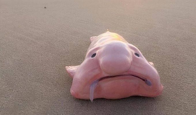 Риба-крапля: красива тварина, яку незаслужено назвали найпотворнішою у світі (8 фото)