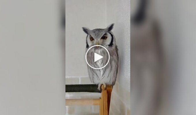 Реакция совы на хозяина, сменившего прическу