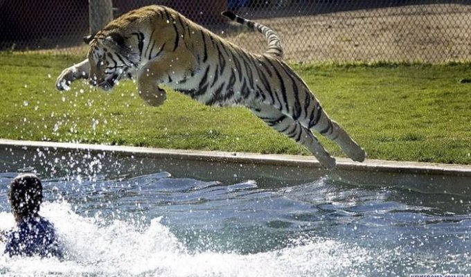 Развлечение тигров в бассейне (6 фото)