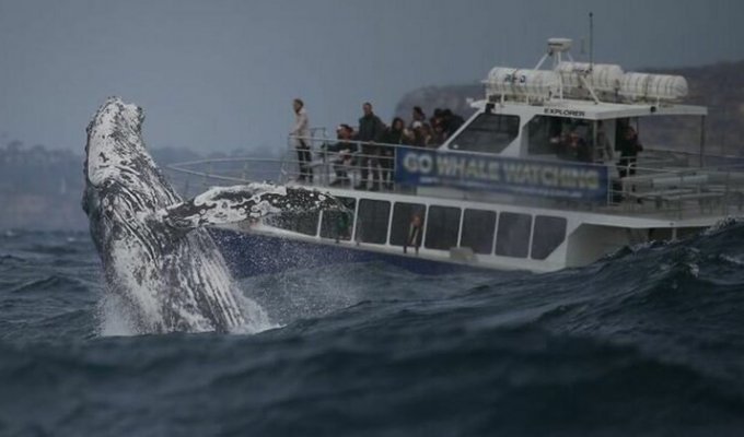 Гигантский горбатый кит устроил туристам невероятное шоу (9 фото)