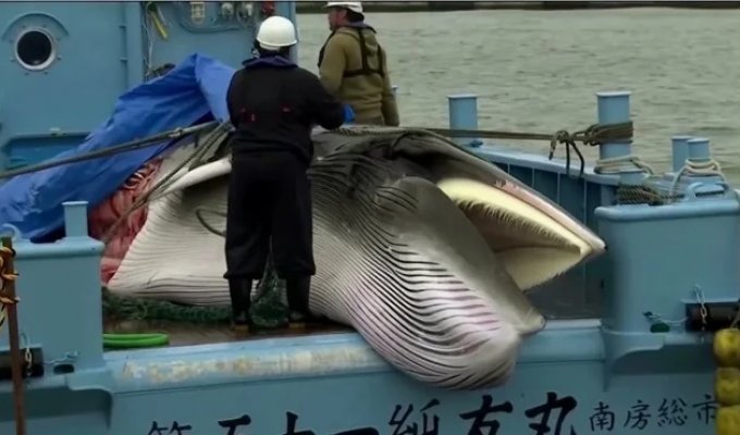 Japan sells fin whales for the first time in 50 years, and no one eats them (6 photos)