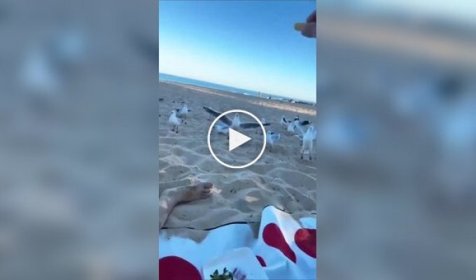 Из жизни чаек