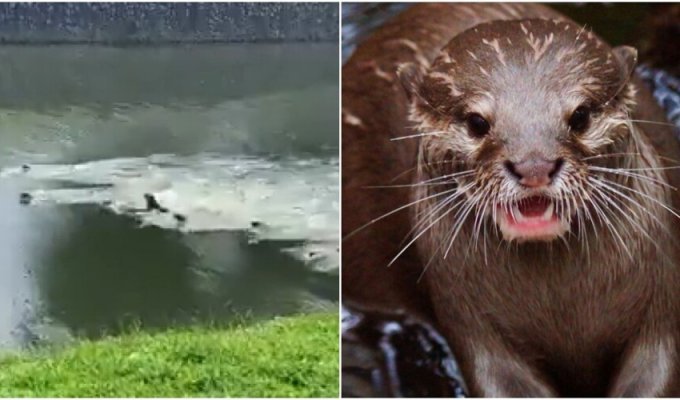 In Singapore, gangs of otters fight among themselves (5 photos + 2 videos)