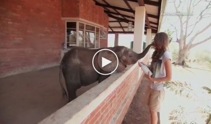 Одинокий слоненок Елли нашла себе нового друга